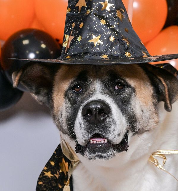 U Skloništu Dumovec u petak će se održati Čarobno večernje udomljavanje pasa i mačaka