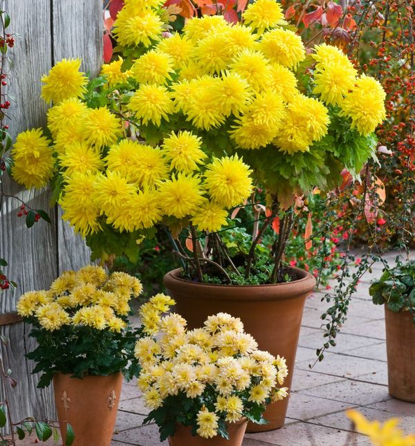 Krizantema (Chrysanthemum) je rod s tridesetak višegodišnjih cvjetnica iz porodice glavočika