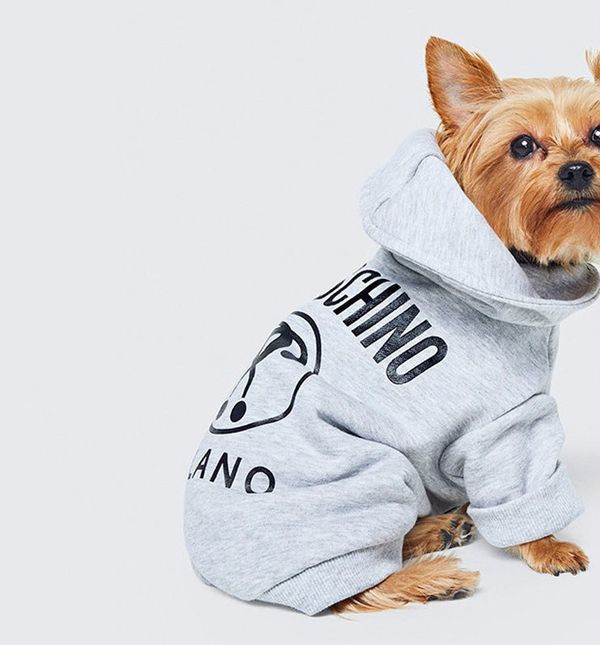 H&M i Moschino kolekcija za pse