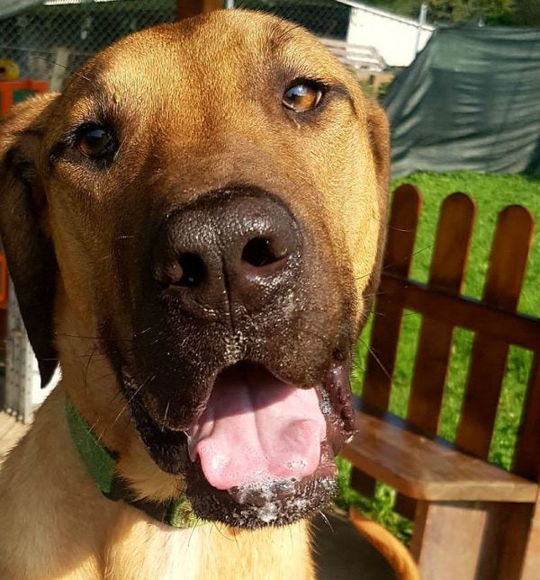 Predivan trogodišnji pas Frodo u azilu Domovec čeka svoj dom