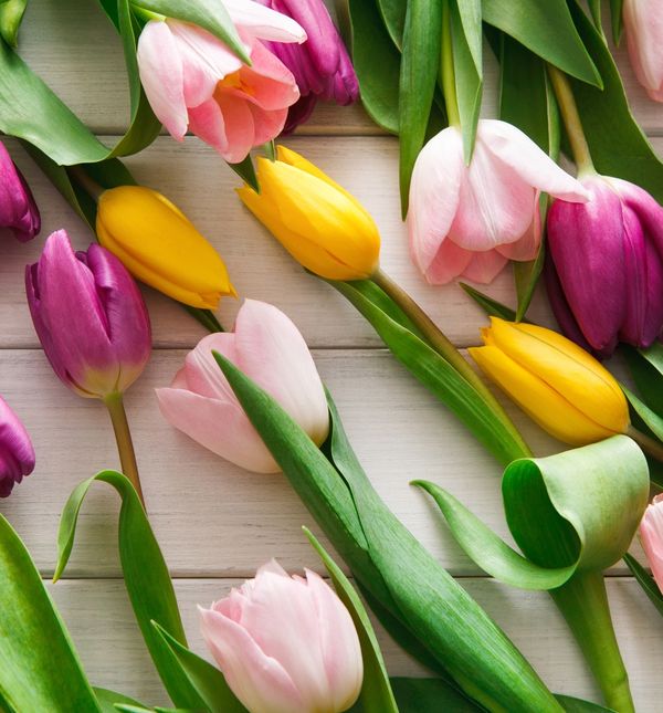 Žene tulipani vrlo su energične osobe