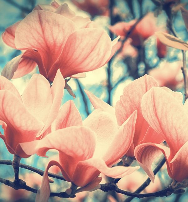 Osobe rođene u znaku magnolije cijene tuđa mišljenja, ali na kraju uvijek napravi po svome