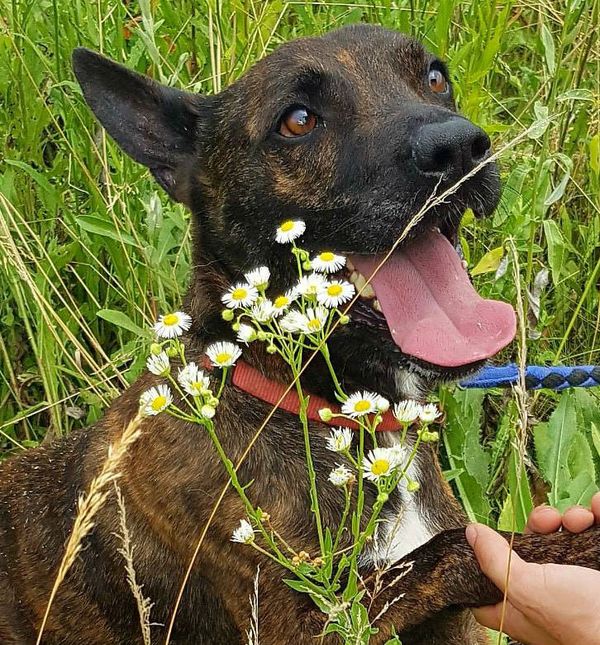 Prossi u azilu Dumovec više od 700 dana čeka svoj novi dom