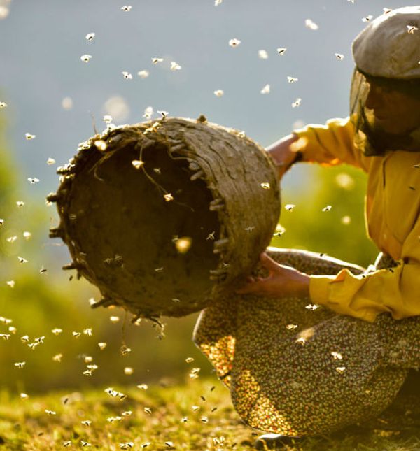 Prizor iz filma 'Medena zemlja', autora Ljubomira Stefanova i Tamare Kotevske