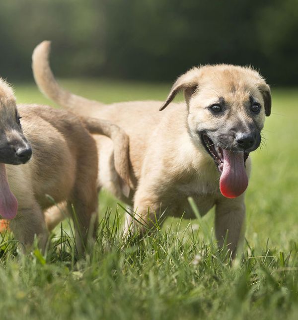 U Dumovcu svoj novi dom trenutačno čeka 150 pasa