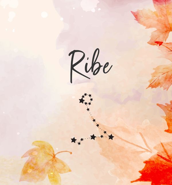 Ribe