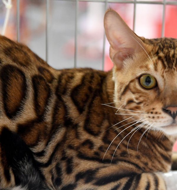 Mužjak bengalske mačke Nitro, u vlasništvu Doroteje i Benjamina Bačeka iz Vrbovca