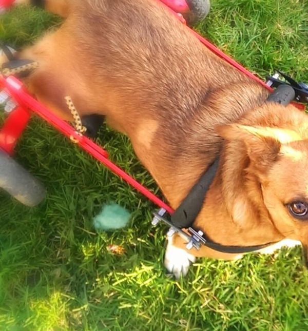 Mala Malina bila je prvi pas u Hrvatskoj koji je imao svoju stranicu na Facebooku te pričao o sebi u prvom licu