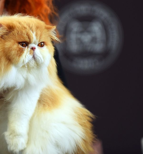 Četverogodišnji perzijski mačak Antoshka nadimka Ante sveukupni je pobjednik svjetske izložbe mačaka