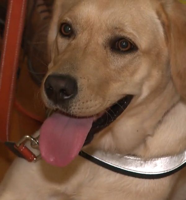 Radni psi iz Udruge za školovanje pasa vodiča i mobilitet