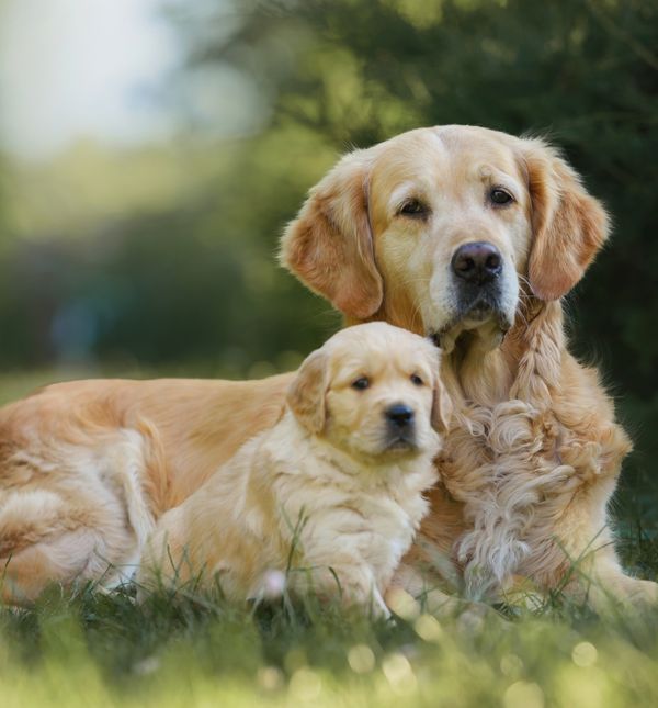 Dlaka predivne žuto-zlaćane boje glavni je adut zlatnog retrivera