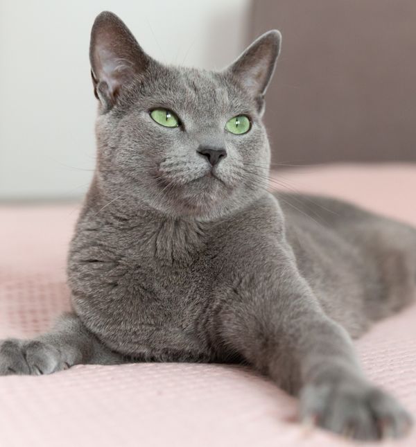 Ruska plava mačka najpoznatija je po svojoj dlaci izrazite sive boja, koja izgleda kao da je plava