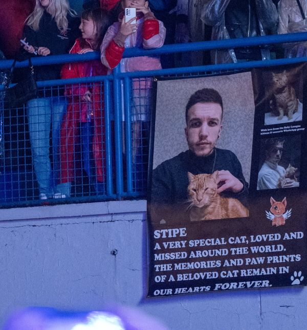 Emotivan plakat posvećen mačku Stipi