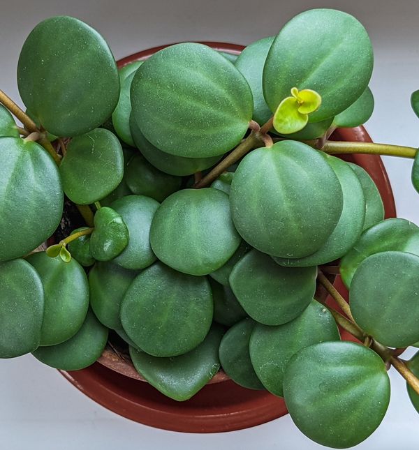 Peperoniju je najbolje staviti u spavaću sobu ako imate problem sa snom