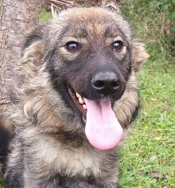 U sklopu Europskog tjedna mobilnosti na Jarunu se organizira akcija 'Uz psa do zdravlja'