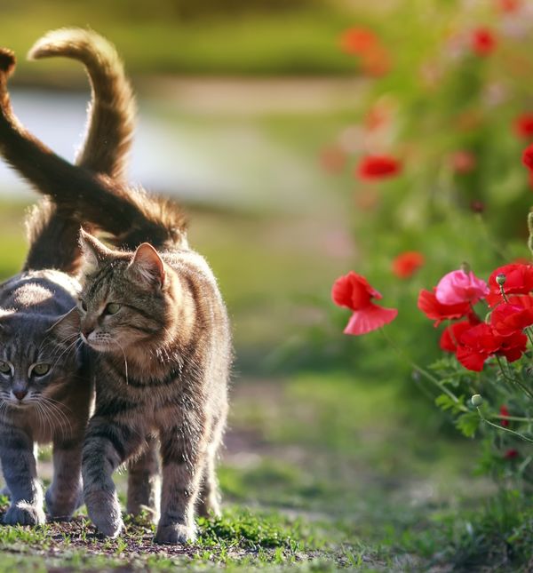 Podignut i zakrivljen rep znači da je maca zaigrana i vesela