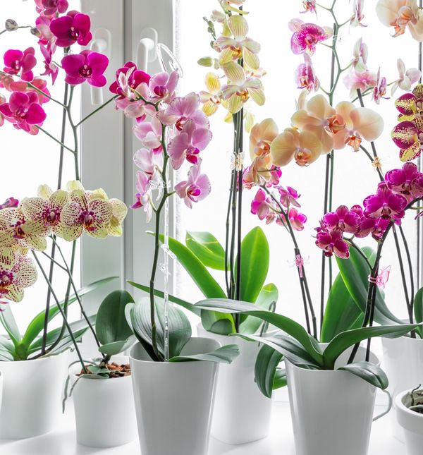 Orhideje