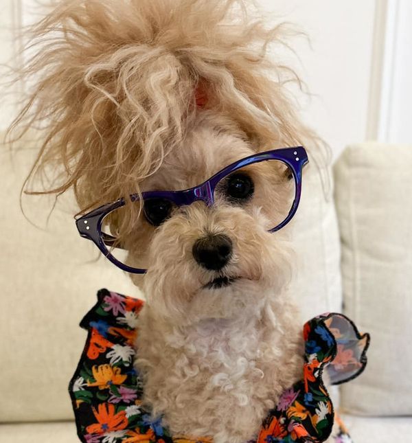 Preslatka Noodles zvijezda je društvenih mreža