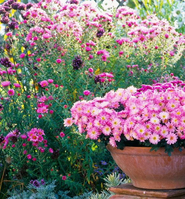 Krizantema je jedan od idealnih cvjetova za jesenski vrt