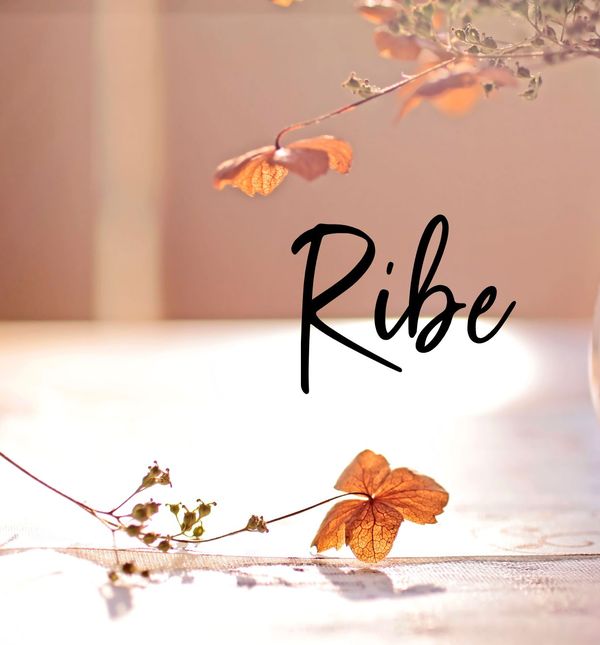 Ribe