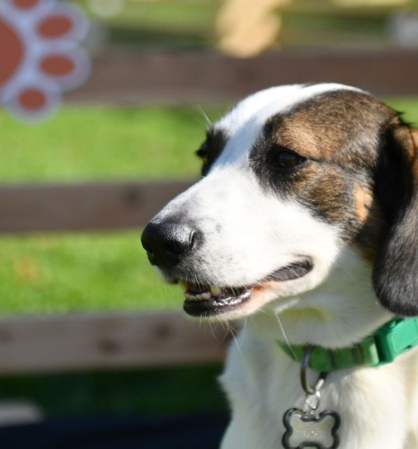 Festival pasa svih rasa u Zagrebu