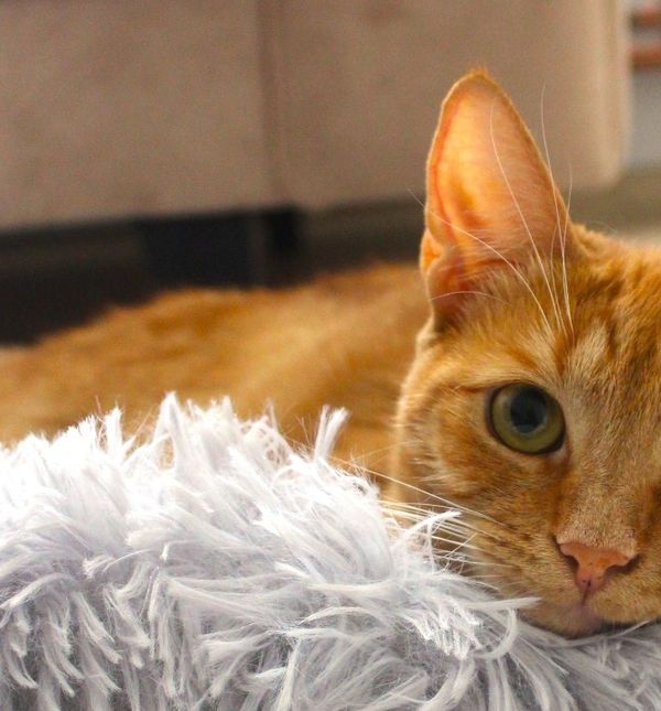 Narančaste mačke naših čitateljica