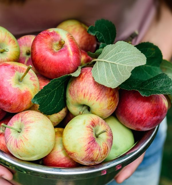 Neke voćke važno je posaditi u rujnu