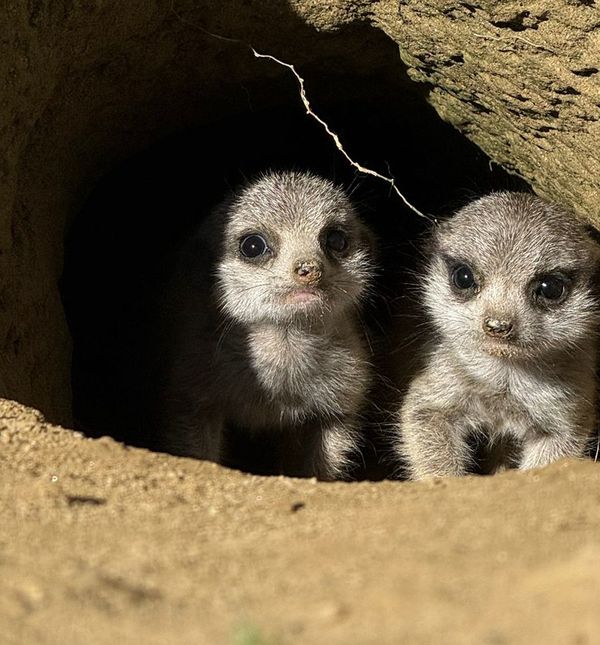 Bebe merkati najslađe su trojke u Zoološkom vrtu Grada Zagreba