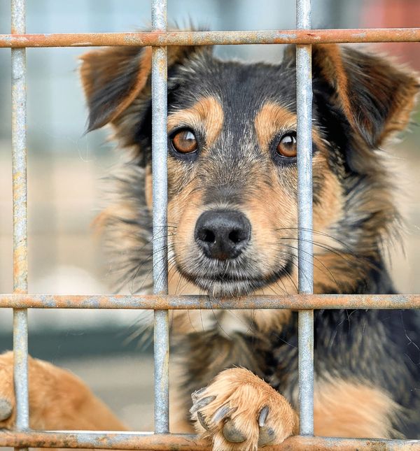 Remember Me Thursday podsjeća na milijune napuštenih životinja koje čekaju svoje domove