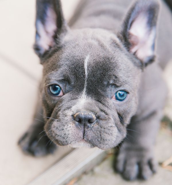 Francuski buldog obožava biti u društvu ljudi i savršen je izbor za život u stanu