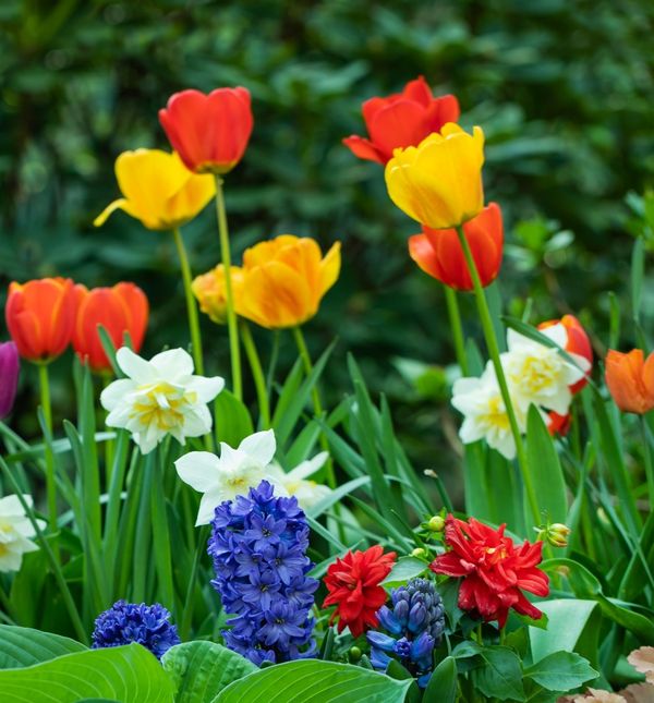 Pravilna jesenska briga omogućit će da cvijeće zablista na proljeće