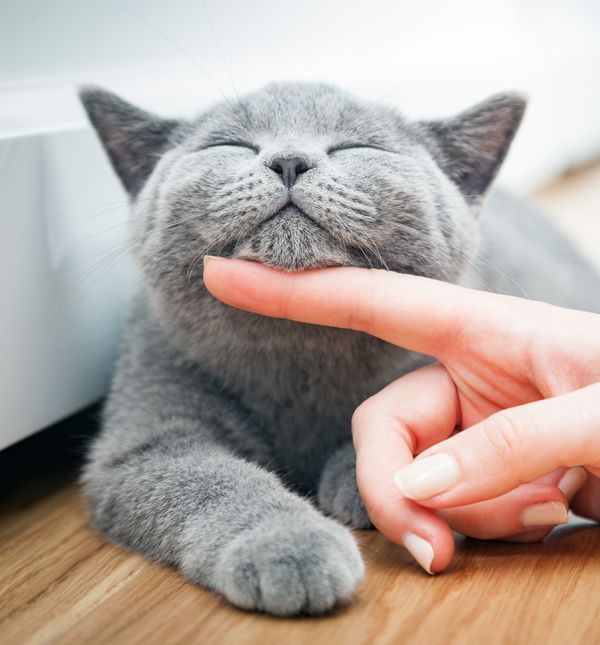 Mnoge mačke obožavaju kada im se prstima nježno prođe ispod bradice