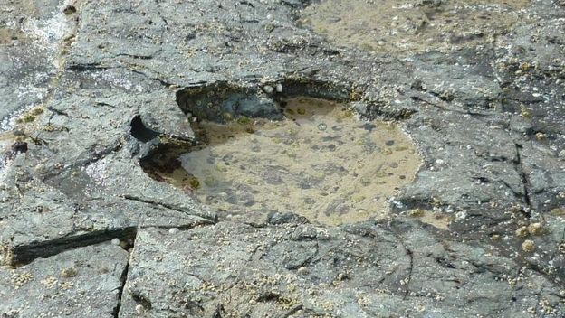 U Škotskoj otkriveni otisci starijeg rođaka T. rexa šiljastih zuba stari 170 milijuna godina (Foto: Scottish Journal of Geology)