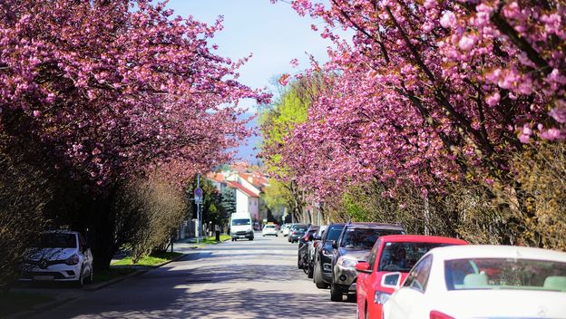 Raskošne krošnje japanske trešnje u zagrebačkoj Šulekovoj ulici