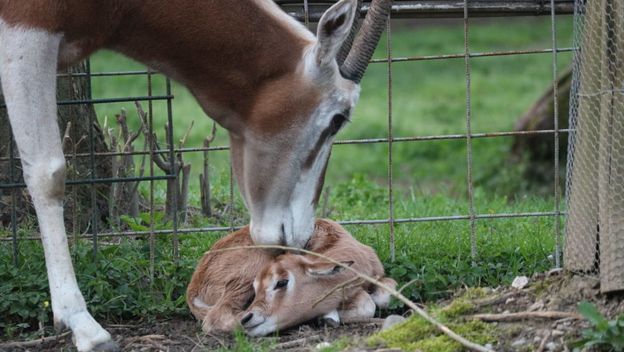 U Zoološkom vrtu Grada Zagreba na svijet je došlo žensko mladunče sabljorogog oriksa - 5