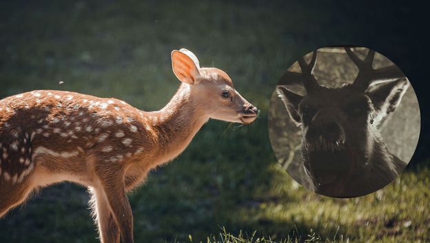 Srna na livadi i Bambi iz horor filma