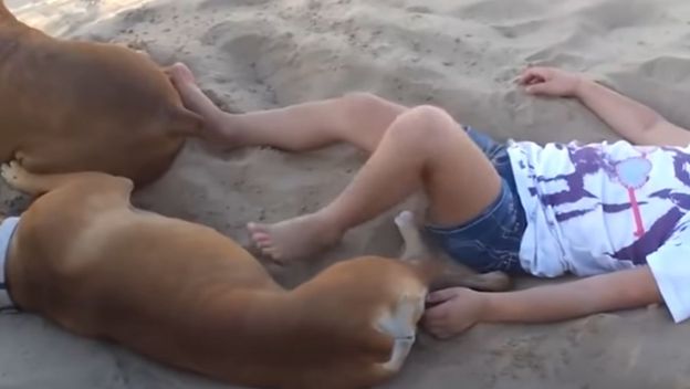 Psi na plaži