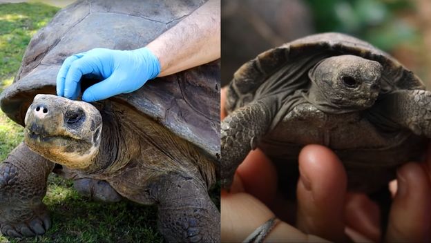 Ogromna kornjača Mommy i mala kornjača