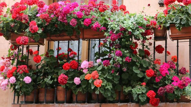Cvijeće na balkonu