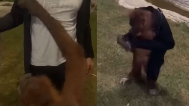 Orangutan koji skida jaknu s posjetitelja