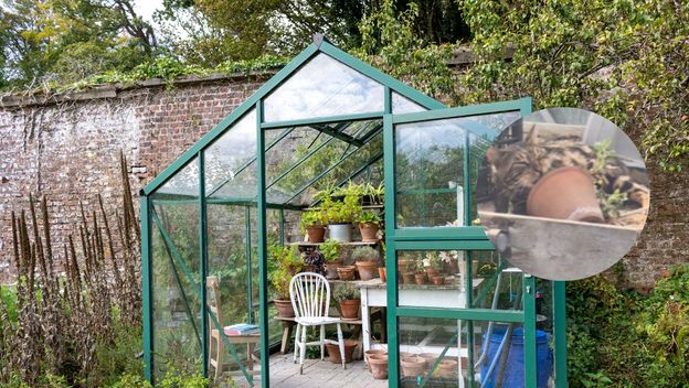 Staklenik i mačak koji uživa u mačjoj metvici