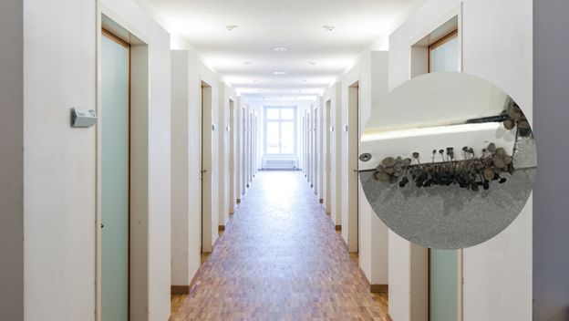 Gljivice koje rastu iz zida studentskog doma