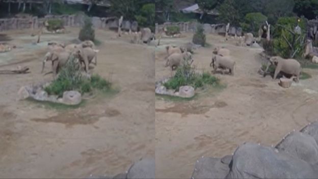 Slonovi u zoološkom vrtu kako reagiraju na potres