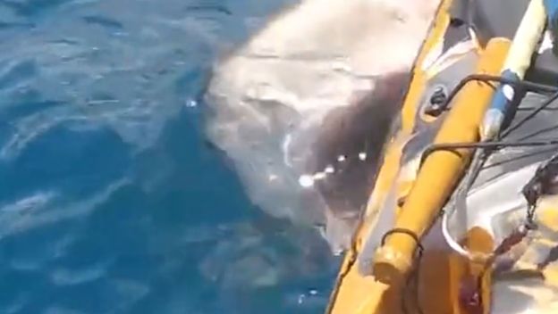 Morski pas napao ribiča