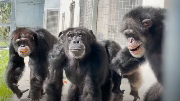 Čimpanza Vanilla s prijateljima kako prvi put odlazi u prirodu