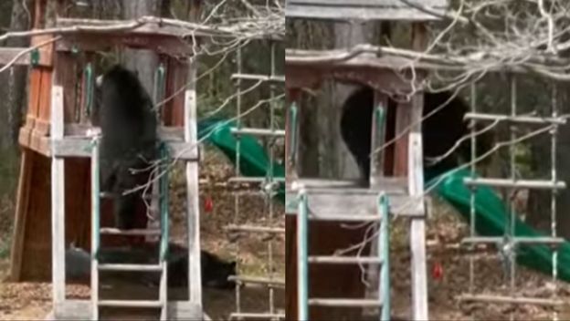 Medvjed na dječjem igralištu kako gleda niz tobogana