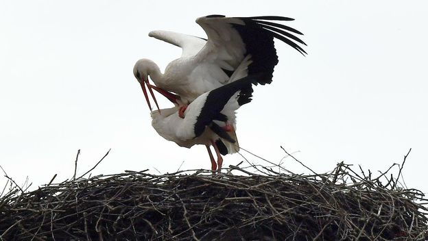 Rodan Klepetan vratio se u Brodski Varoš - 3