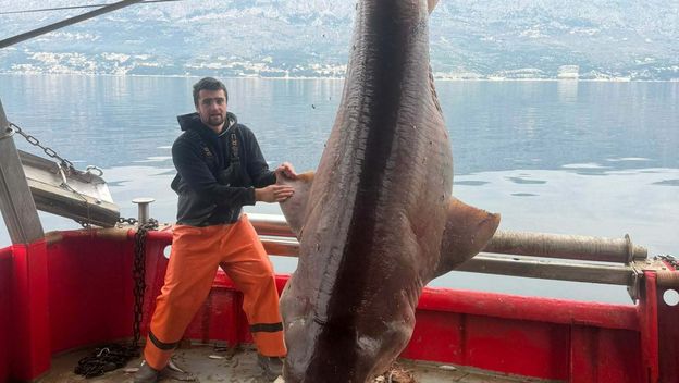 Morski pas glavonja ulovljen u kod Brača