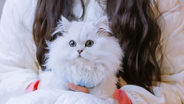 Minuet ili Napoleon mačka novija je pasmina koja osvaja slatkoćom - 5