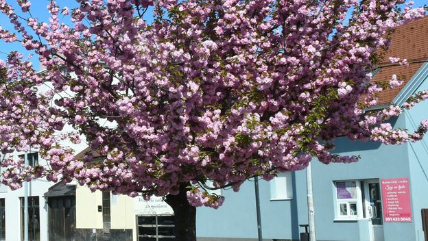 Drvored japanske trešnje u Sisku - 7